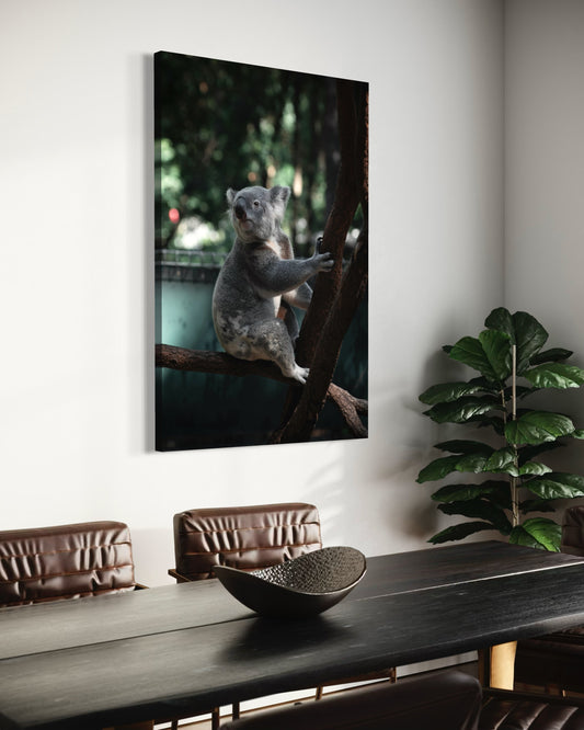Cuadro decorativo canvas Koala 001