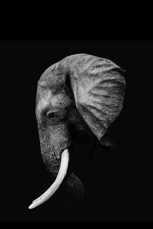 Elefante 001