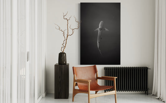 Cuadro decorativo canvas Tiburón 003